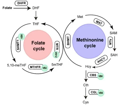 One-carbon metabolism schematic showing folate cycle and methionine cycle, with water-soluble vitamins B₂, B₆, B₉, and B₁₂ as essential cofactors for homocysteine recycling, methionine synthesis, and methylation reactions.